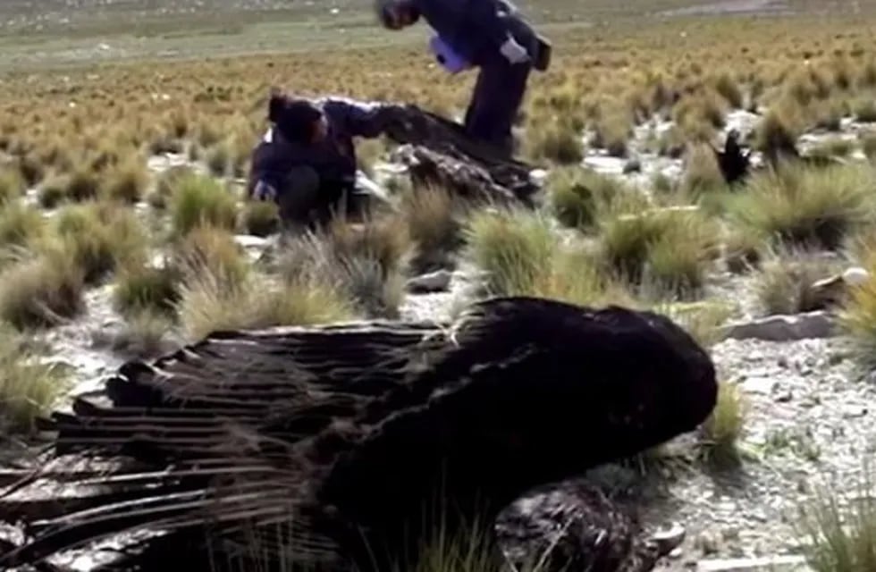 Denuncian la muerte masiva de cóndores envenenados en la Patagonia