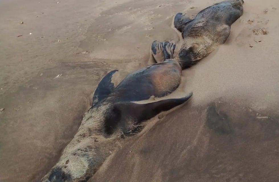 Aparecieron cuatro lobos marinos muertos en la costa del Balneario Orense