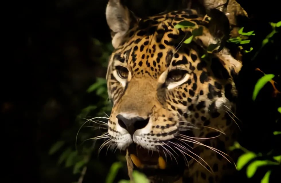 Se estima que quedan 20 ejemplares vivos en el Chaco y menos de 250 en Argentina. Los desmontes y la caza furtiva son su principal amenaza.
