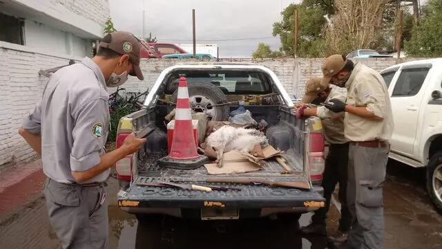 Detuvieron a cazadores furtivos en La Payunia