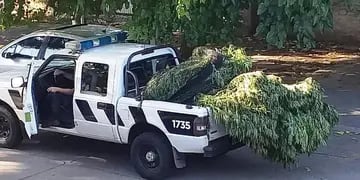 Plantas de marihuana secuestradas en San Rafael y Malargüe