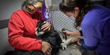 Comienza a funcionar un nuevo quirófano móvil para animales