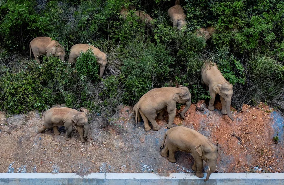 Los elefantes caminaron unos 500 kilómetros (AP).