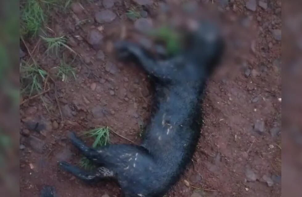 Atropellaron y mataron a un yaguarundí en San Pedro