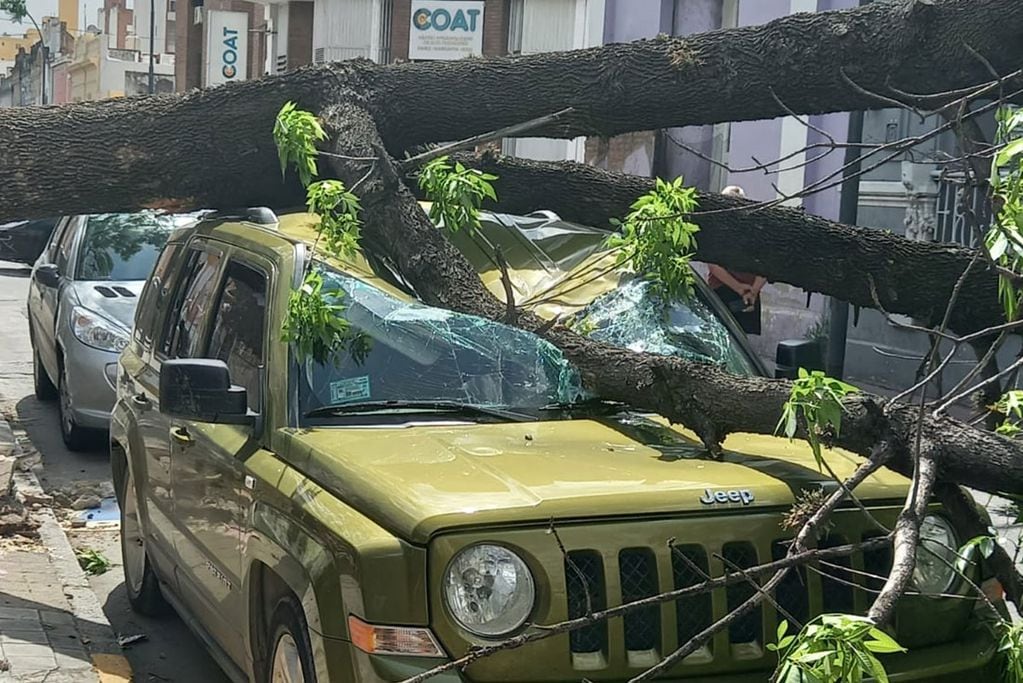Centro. Dos mujeres estaban estacionando la camioneta cuando el árbol se desplomó (Foto de Twitter Javier Sassi).