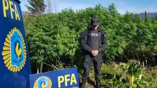 Luego de varios allanamientos en Chubut, la policía descubrió tres campos de marihuana