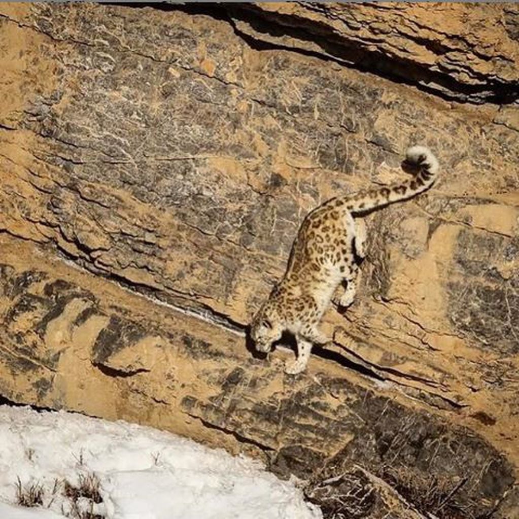 Una hembra de leopardo de las nieves inspecciona el territorio (Foto:  Saurabh Desai)