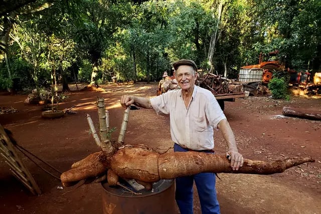 Andresito: un productor cosechó una mandioca gigante de 20 kilos