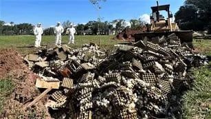 Avícola Santa Ana, la empresa correntina a la que SENASA le ordenó tirar 360.000 huevos