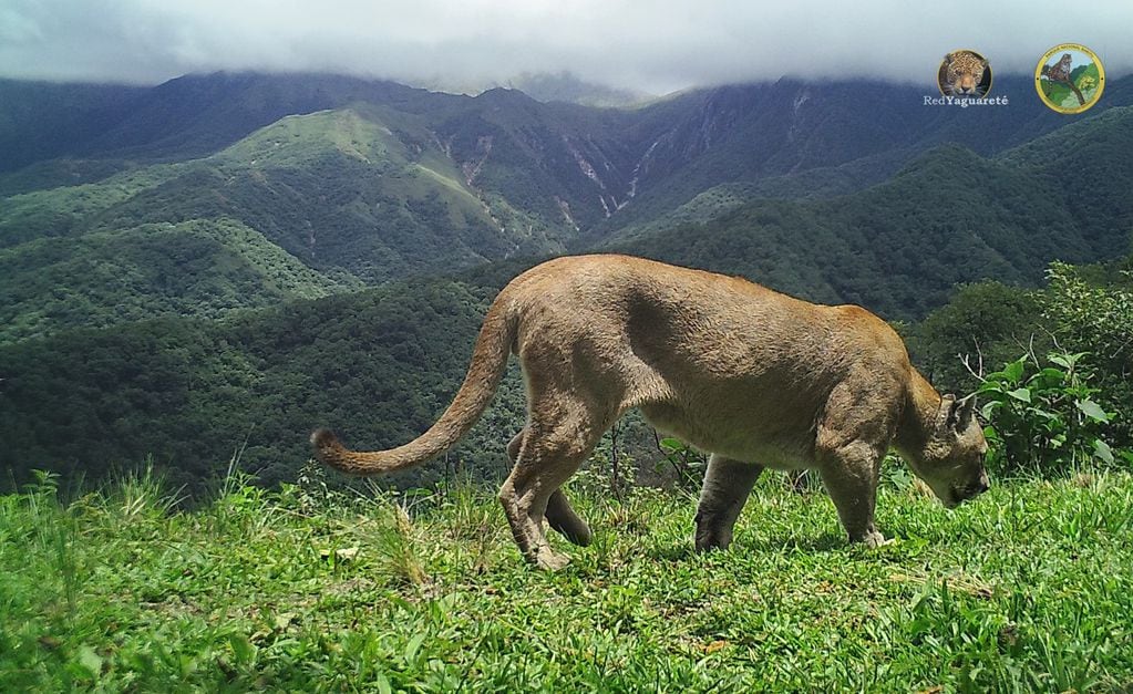 Se fotografió a un puma de gran tamaño en la Reserva Nacional El Nogalar, en Salta.