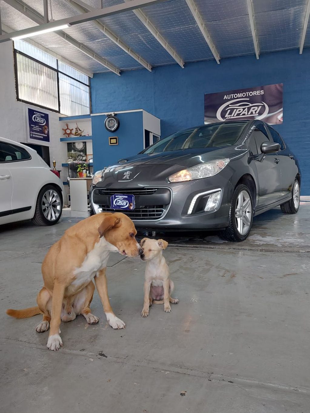 La historia detrás de la agencia de autos mendocina que es "atendida por perros": “Nuestro sueño es crear un refugio”