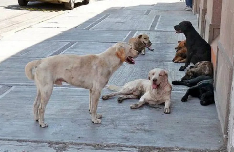Sobrepoblación canina en Casilda.