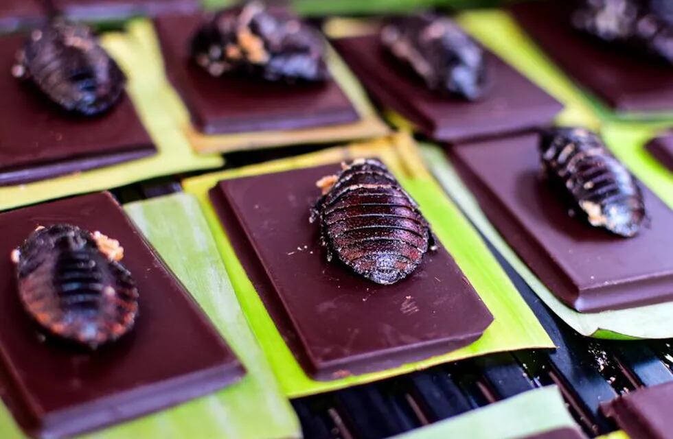 Cockroaches of Madagascar (Gromphadorhina portentosa) are offered at a market in Mexico City on June 10, 2018.\r\nSome restaurants and markets in Mexico City offer pre-Hispanic dishes such as crickets, jumiles (small edible bugs), escamoles (ant eggs) and acociles (small fresh water shrimps). / AFP PHOTO / Ronaldo SCHEMIDT mexico  Bichos la gastronomia prehispanica En todo tipo de cocciones, los insectos forman parte del acervo cultural mexicano platos comidas hechas con bichos cucarachas