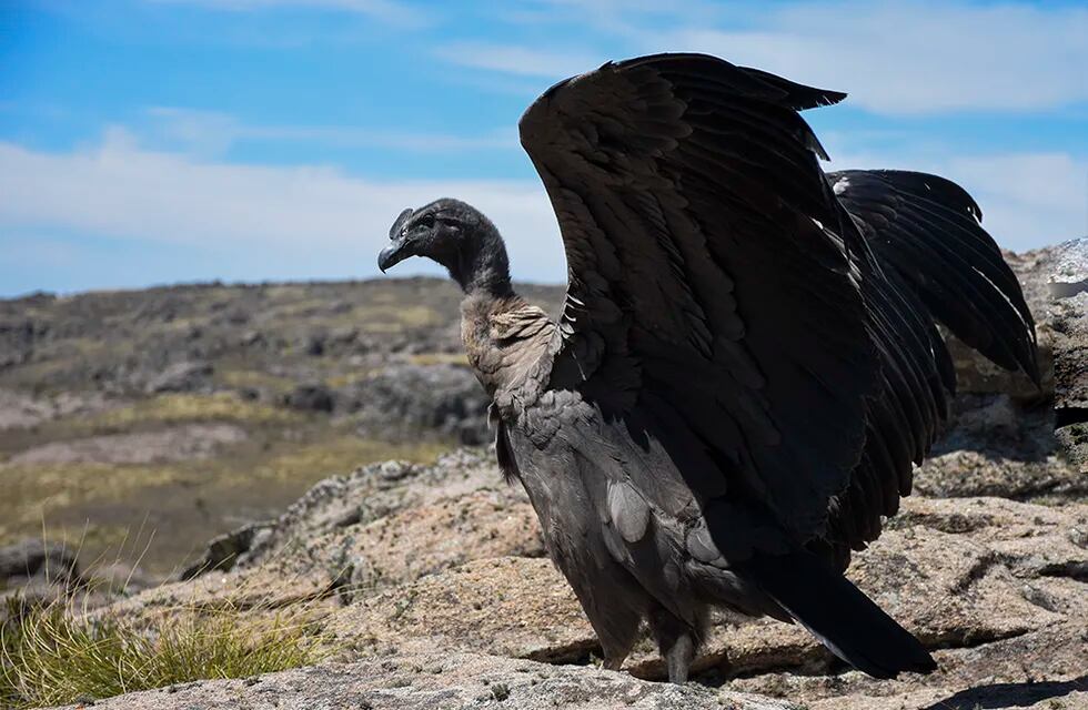 Liberan al Condor restacado por Policía Ambiental en Parque Nacional Quebrada del Condorito
