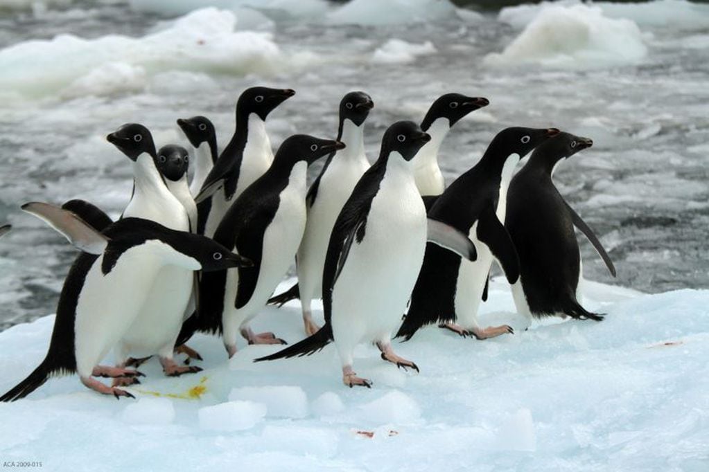 Colonia de pingüinos Adelia en la actualidad.