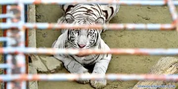 Unos ladrones intentaron robar la caja fuerte que estaba en la jaula del tigre blanco de un zoológico de Río Negro