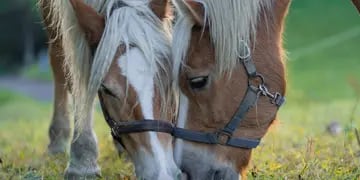 Existe una singular raza de caballo que aún vive en Río Negro.