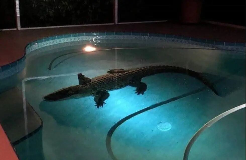 Qué susto! Un cocodrilo gigante se metió en la pileta de una casa en Florida