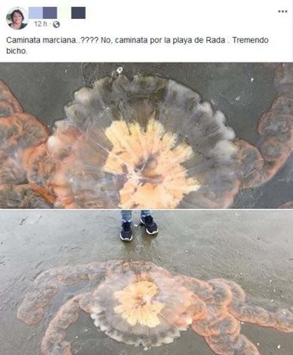 La fotografía de una medusa gigante fue posteada en Facebook por una vecina de Rada Tilly y comenzó a circular por red social.