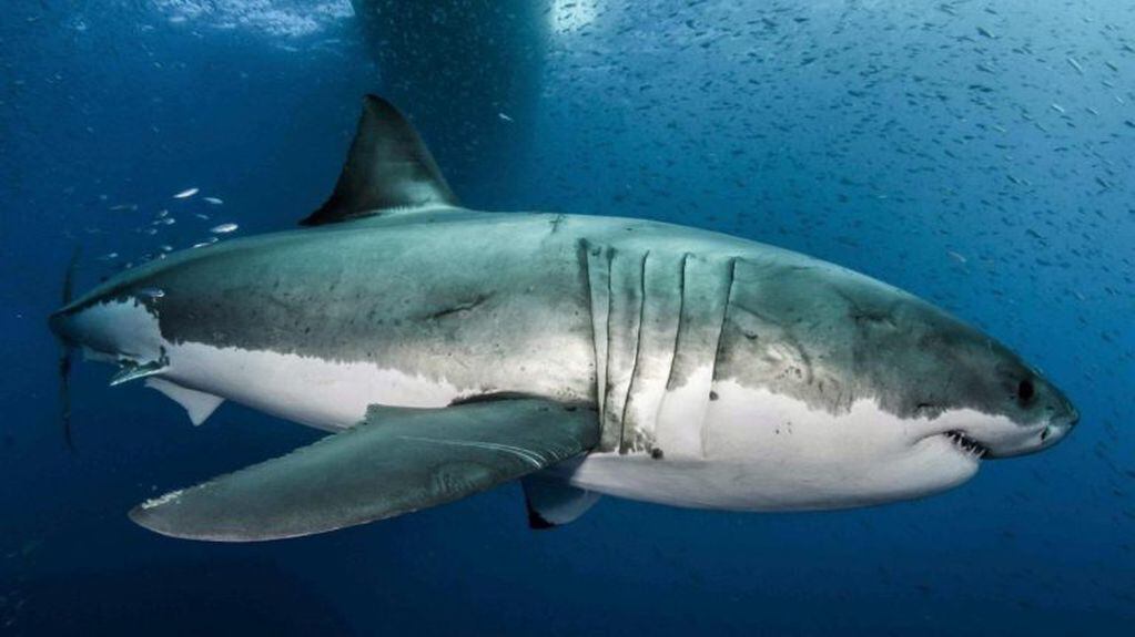 ¿Es verdad que los tiburones huelen la sangre y que eso provoca su naturaleza depredadora?