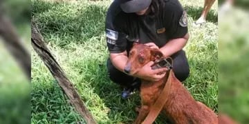 Tres perros son rescatados de un incendio en Colonia Victoria