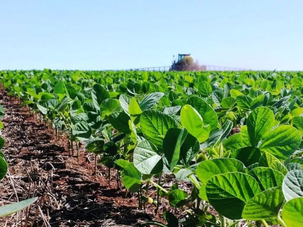 La cosecha de la soja, una de las claves para la recuperación económica de la Argentina.