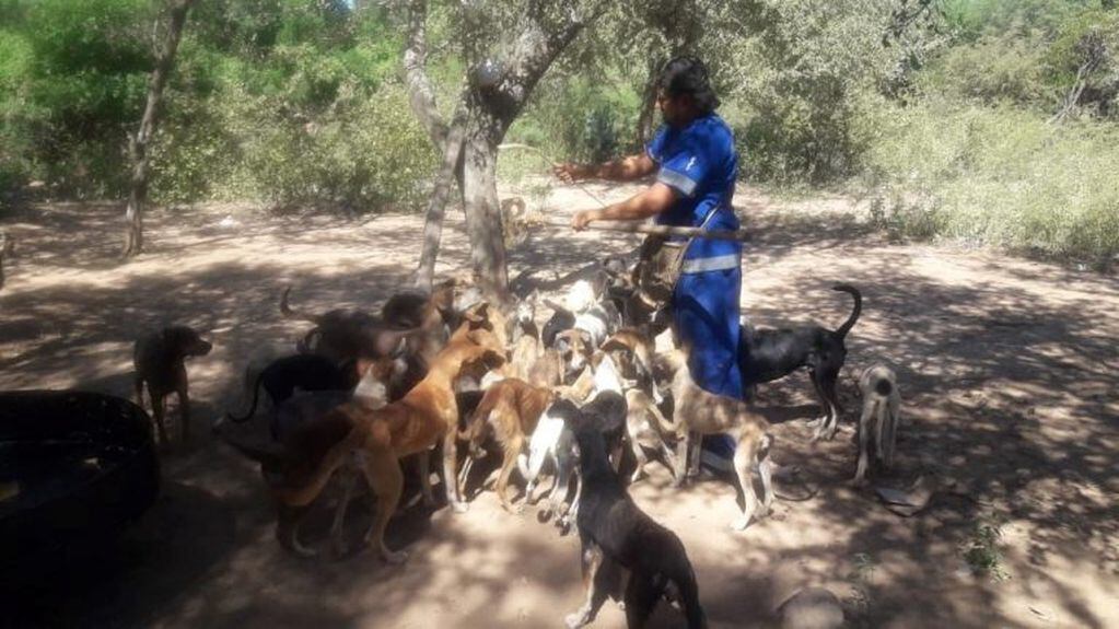 Perros desnutridos en el Chaco Salteño (Facebook Pedro Gallardo)