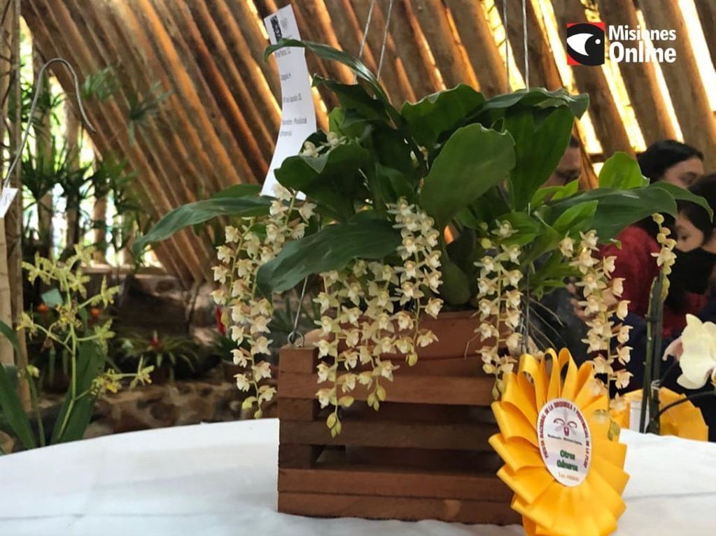 Con una gran cantidad de concurrentes, se lanzó la Fiesta Provincial de la Flor y Nacional de la Orquídea en Montecarlo.