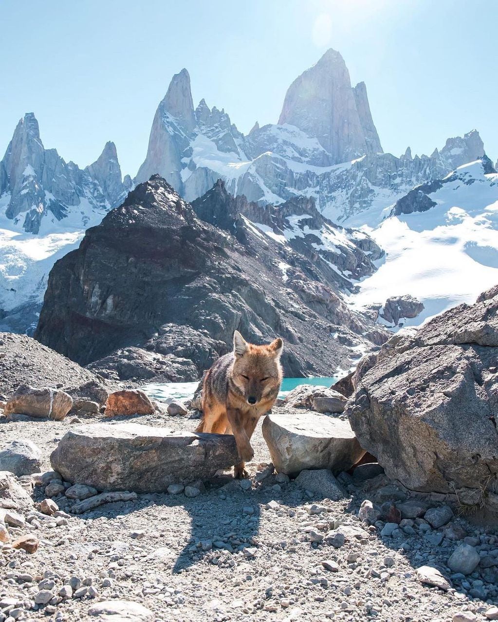 Las increíbles fotos de un zorro colorado paseando por El Chaltén.