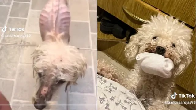 El viral video del perrito recuperado
