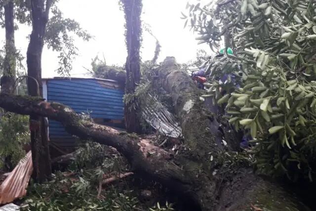 Villa Christen: caída de un árbol terminó destruyendo dos viviendas