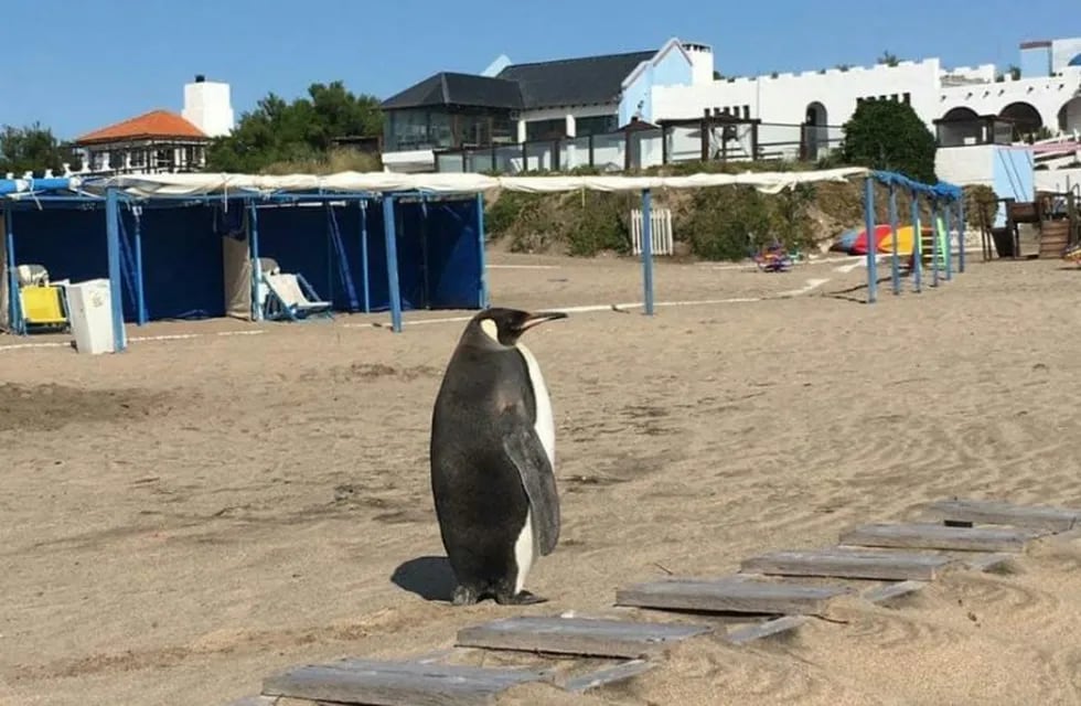 El pingüino suelto en Miramar. (Web)