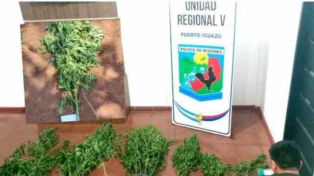 Hallan una plantación de marihuana en Puerto Iguazú
