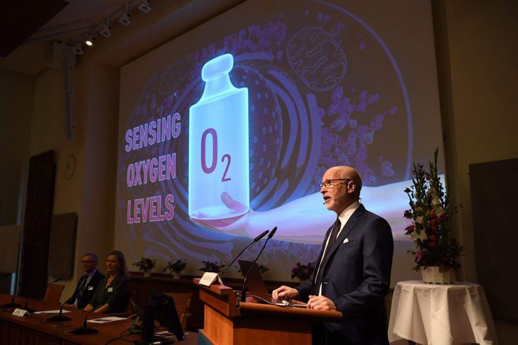 Randall Johnsos, miembro de la Asamblea de los Premios Nobel explicó que los científicos revelan los mecanismos moleculares producidos en la adaptación de células al aporte variable de oxígeno. Foto: Jonathan NACKSTRAND/AFP.