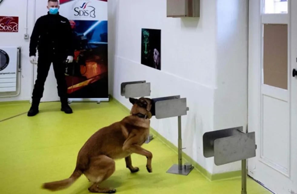 Los conos con los que los perros entrenan el olfato (Escuela nacional de veterinaria de Alfort)