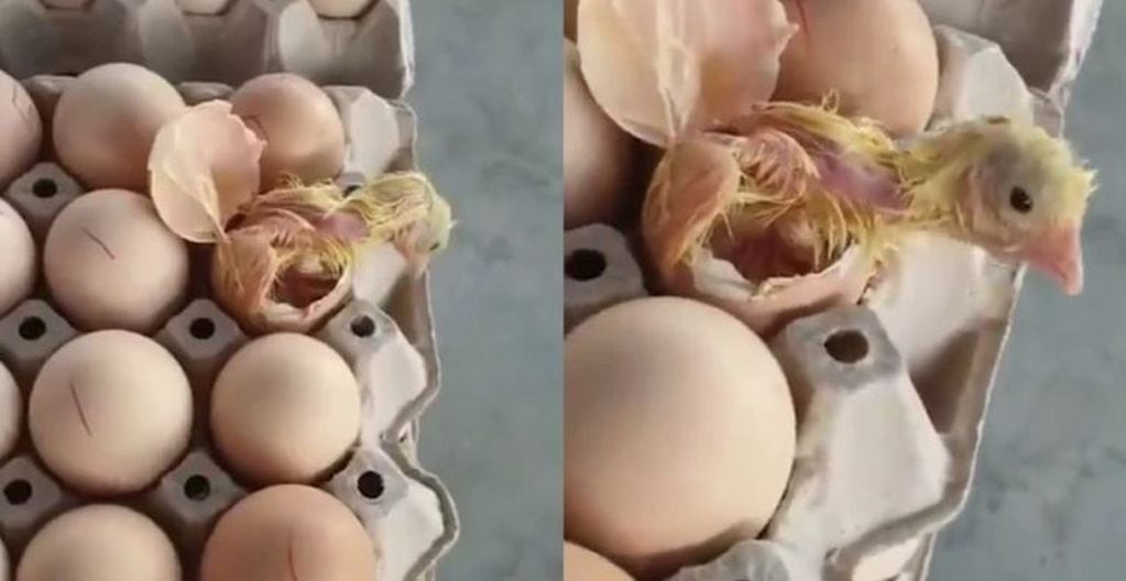 Un huevo de gallina en un maple listo para la venta eclosionó y nació un pollito.