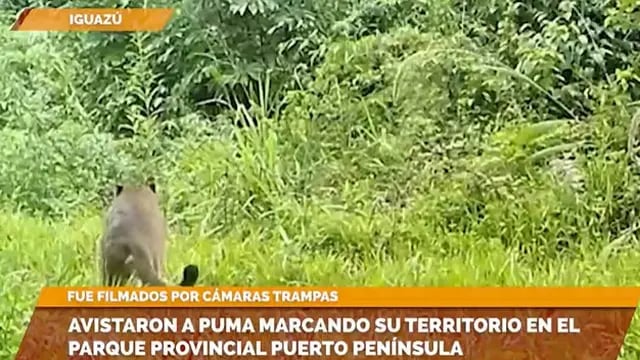 Captan a un puma marcando territorio en el Parque Provincial Puerto Península