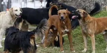 Perros rodean a hombre muerto en Gualeguaychú
