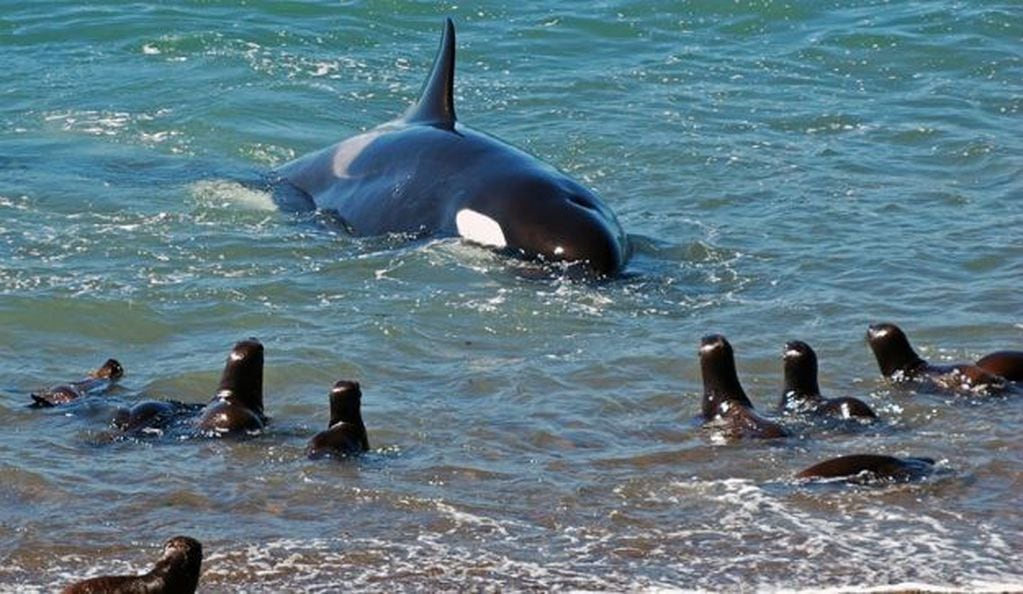 Las orcasson uno de los atractivos de Península Valdés.