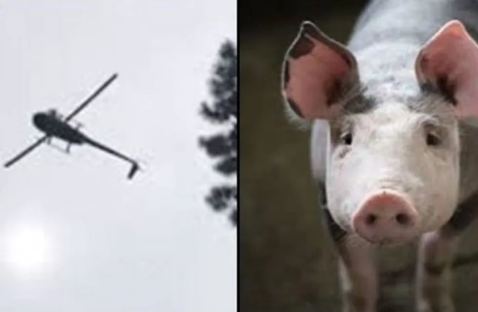 Cerdo arrojado desde helicóptero