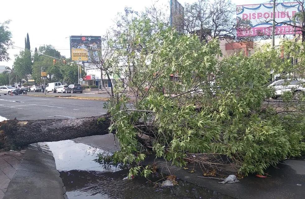 La caída de un árbol genera caos en el tránsito de Córdoba.