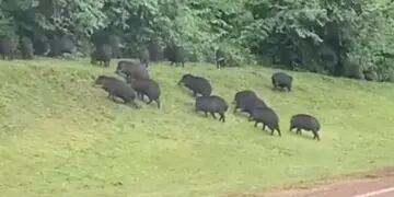 Captan a un grupo de pecaríes camino al aeropuerto de Puerto Iguazú