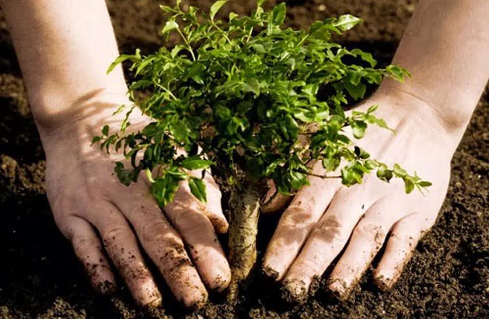 Lanzan una campaña para plantar 15 mil árboles este año y llegar al millón en 2030