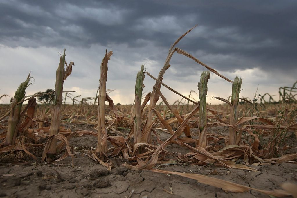 La sequía afectó un 75% de la tierra destinada para la actividad agropecuaria.