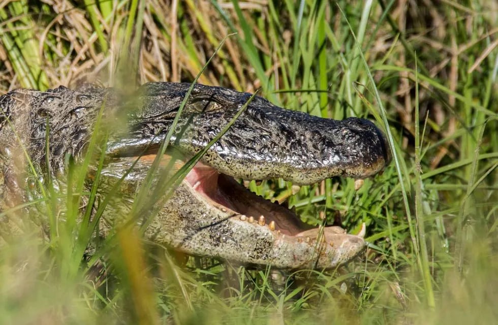 El reptil es una de las especies autóctonas del nordeste argentino, pero no suele verse en las islas frente a la ciudad. Imagen ilustrativa.