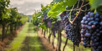 Establecimientos vitivinícolas de Entre Ríos