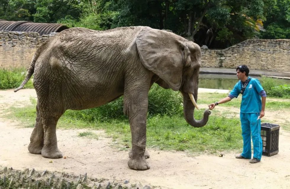 Elefanta Ruperta - Twitter