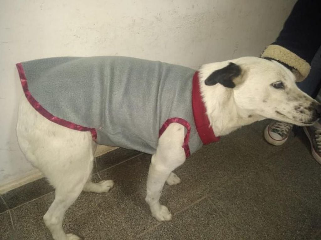Campaña solidaria abriga a los perros callejeros de Rosario de la Frontera (Facebook Patitas Callejeras)