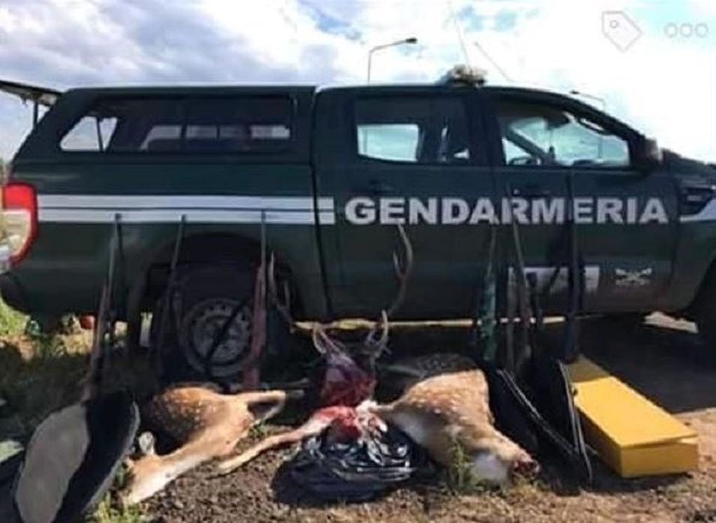 Un concejal de Bella Vista quedó demorado por cazar ciervos. (Foto: Corrientes Hoy)