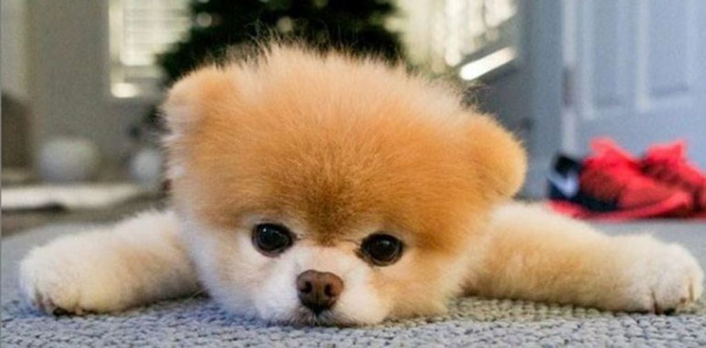Boo, el perro más lindo del mundo (Web)
